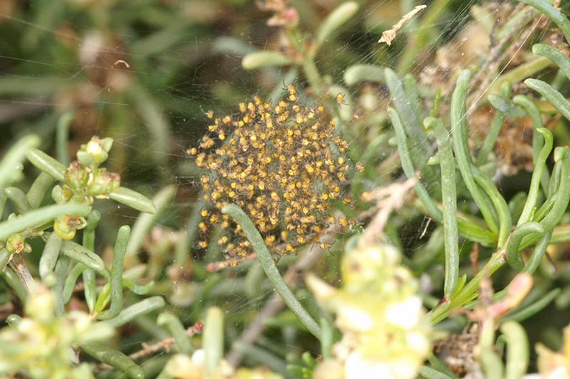 Argiope_trifasciata_D3265_Z_82_Valle Gran Rey_Spanje.jpg